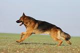 BERGER ALLEMAND 892